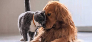 Всесвітній день домашніх тварин цікаві факти про котів і собак