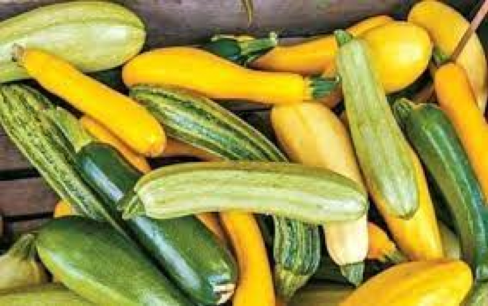 Хвороби, які лікують звичайні кабачки