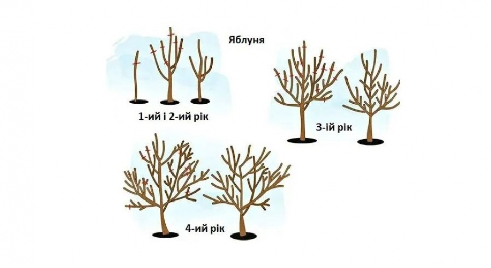 Омолоджувальне обрізування яблунь восени: нюанси, про які варто знати