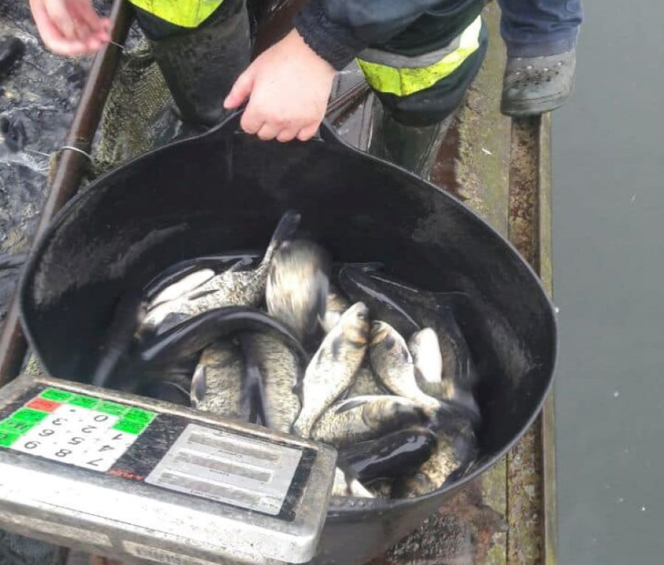 Ладижинське водосховище зариблено на майже 2 тонни риби