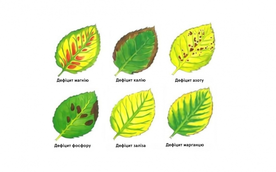Як визначити нестачу елементів за листям: чого бракує вашим рослинам