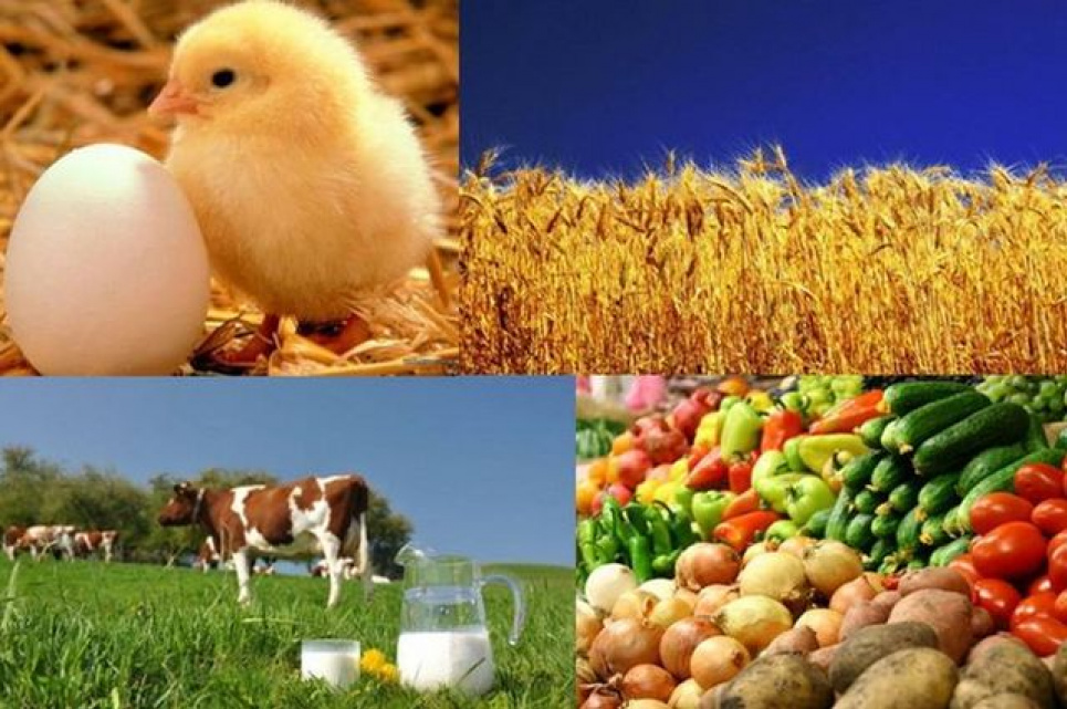 20 листопада – День працівників сільського господарства!