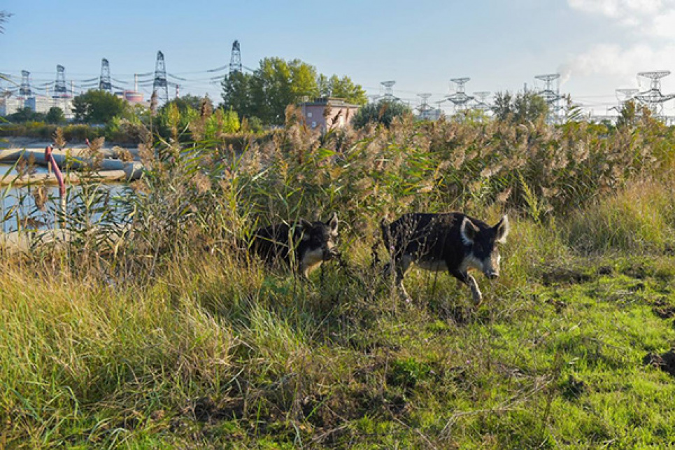 Російські окупанти знищують екосистему навколо Запорізької АЕС(ФОТО, ВІДЕО)