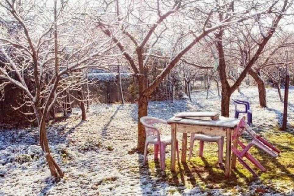 Як лікувати дерева взимку