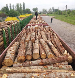 Експорт паливної деревини в Україні відтепер заборонено