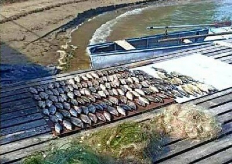 За 42 кг риби чернівчанини заплатять чверть мільйона