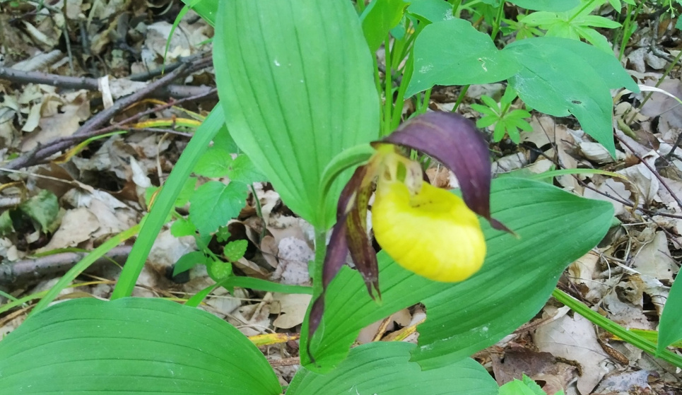На Київщині створять пам'ятку природи там, де ростуть одразу 6 видів орхідей