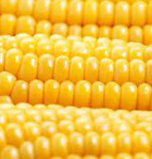 Ціни на кукурудзу CPT-порт 2025: аналітика ринку та зміна експортних маршрутів