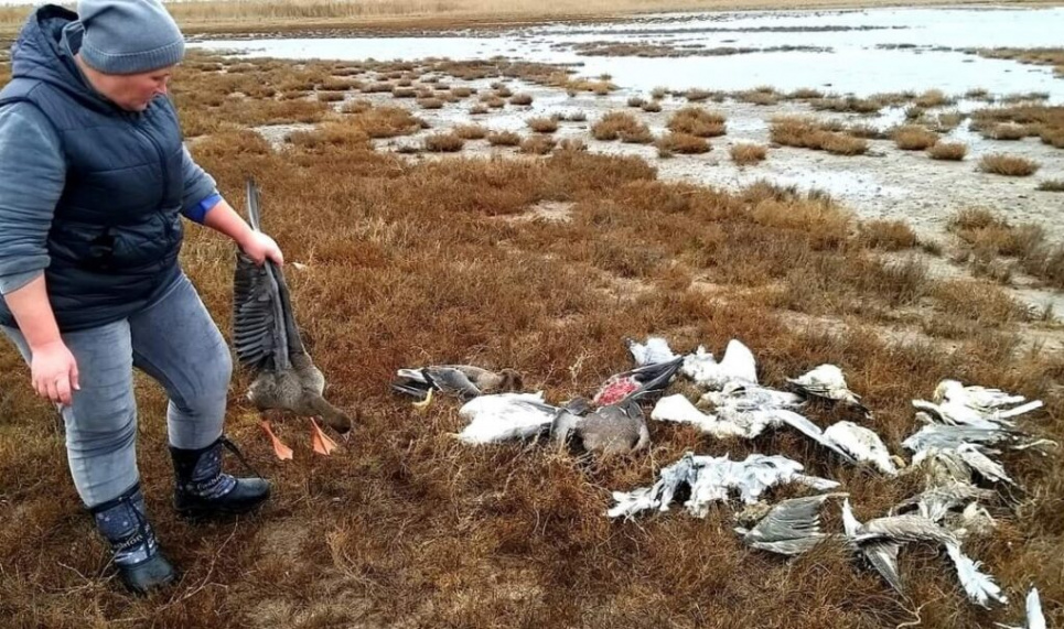 Міндовкілля вимагає розслідування факту загибелі птахів у НПП «Тузлівські лимани»