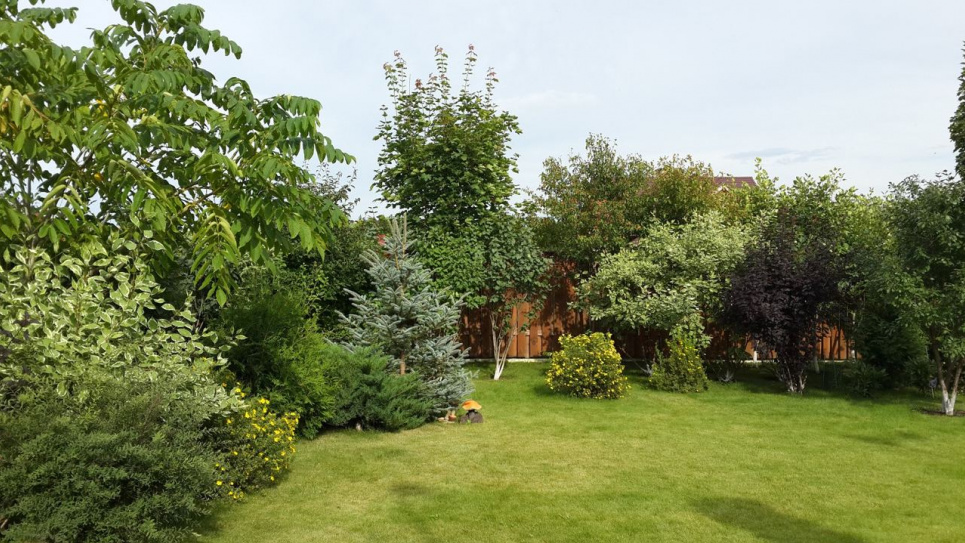 Сумісність дерев і чагарників у саду: як забезпечити «мир і гармонію» між рослинами