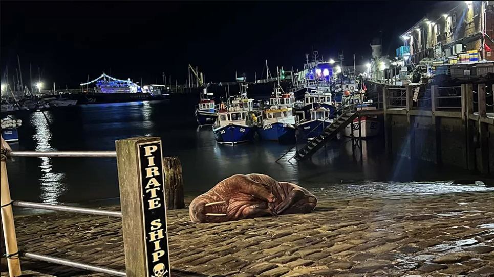 У Великій Британії скасували новорічний салют через моржа (ФОТО, ВІДЕО) Фото: Джеймс Мартін-Дейвіс