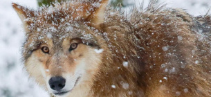 Численность диких волков Красная книга Защита животных