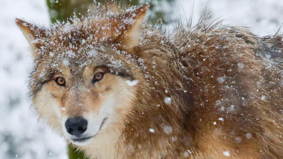 Чисельність диких вовків Червона книга Захист тварин