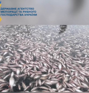 Майже 100 тис. екземплярів водних біоресурсів загинуло в районі Каховської ГЕС(ФОТО)