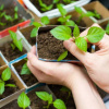 Як сіяти дрібне насіння