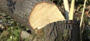 У середмісті Одеси знищено два хвойні дерева
Фото ілюстраивне
