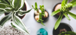 Як захистити кімнатні рослини від холоду Як захистити кімнатні рослини від холоду: поради для осені та зими