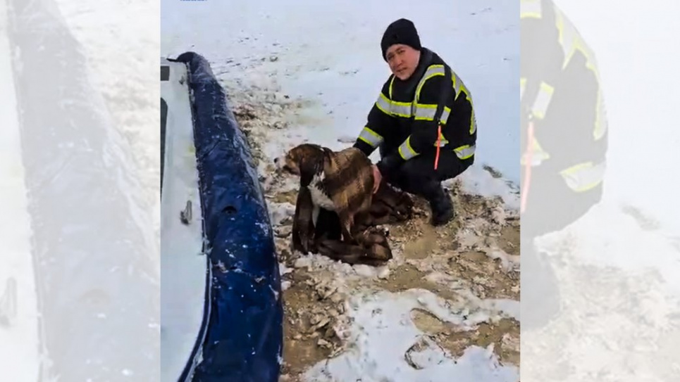 Операція «пес»: у Черкасах водолази врятували собаку, який провалився під лід(ФОТО)