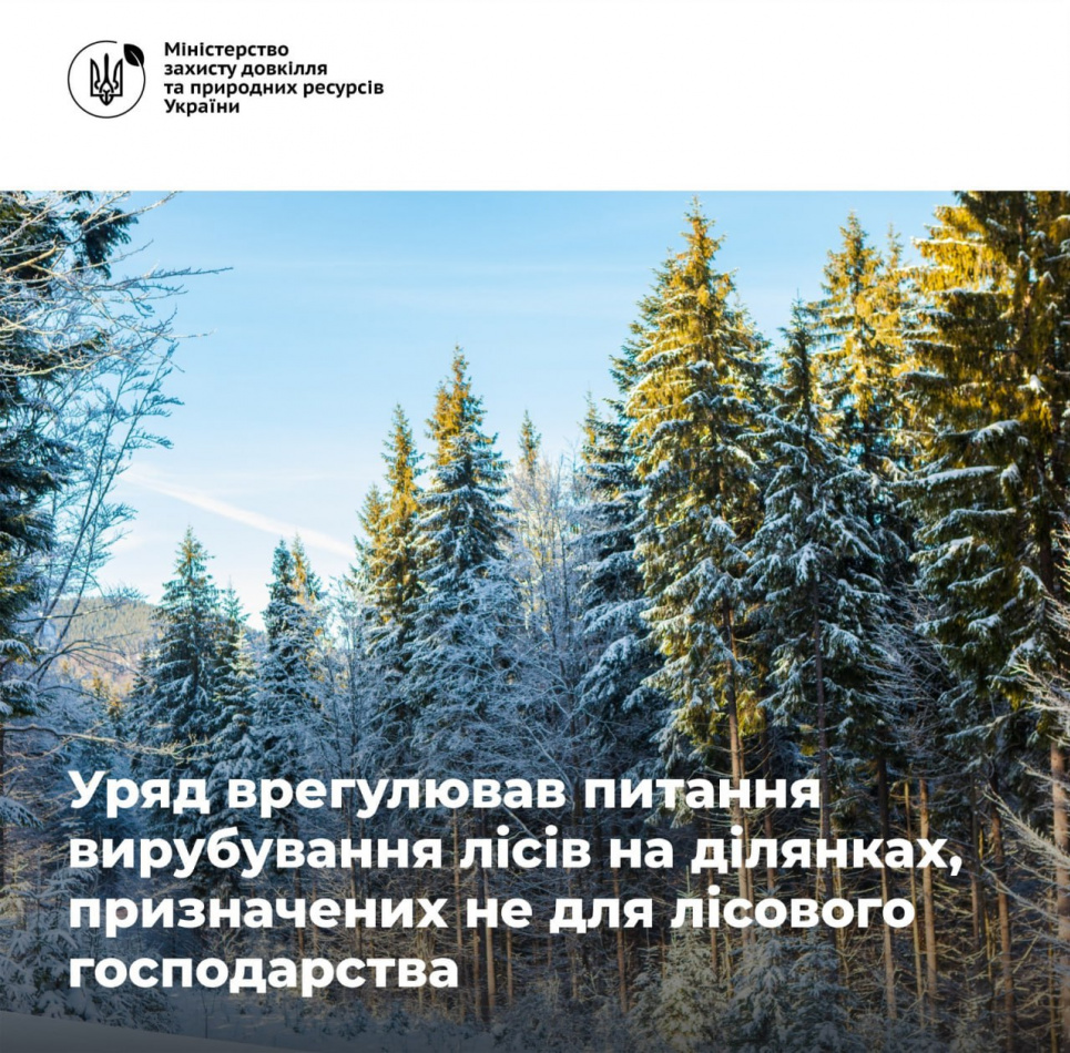 Уряд затвердив правила вирубки лісів на ділянках, призначених не для лісового господарства