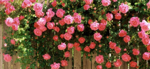 Розы Будут пышно Цвести Советы садоводства