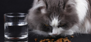 Почему нельзя для кошки ставить еду и воду рядом