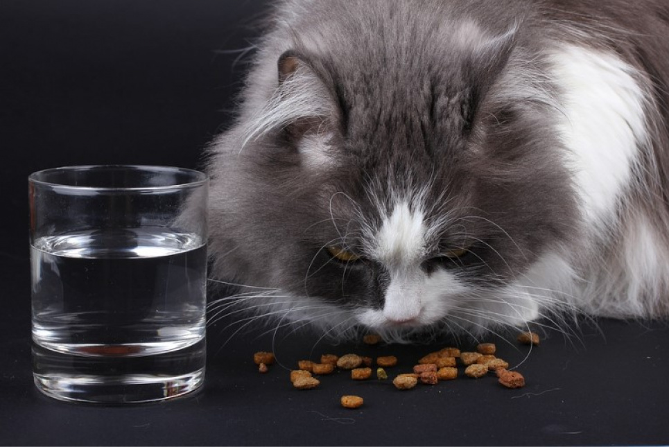 Почему нельзя для кошки ставить еду и воду рядом