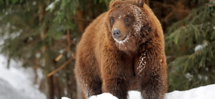 В Галицком нацпарке просыпаются медведи, успевшие задремать в начале сезона Фото: иллюстративное