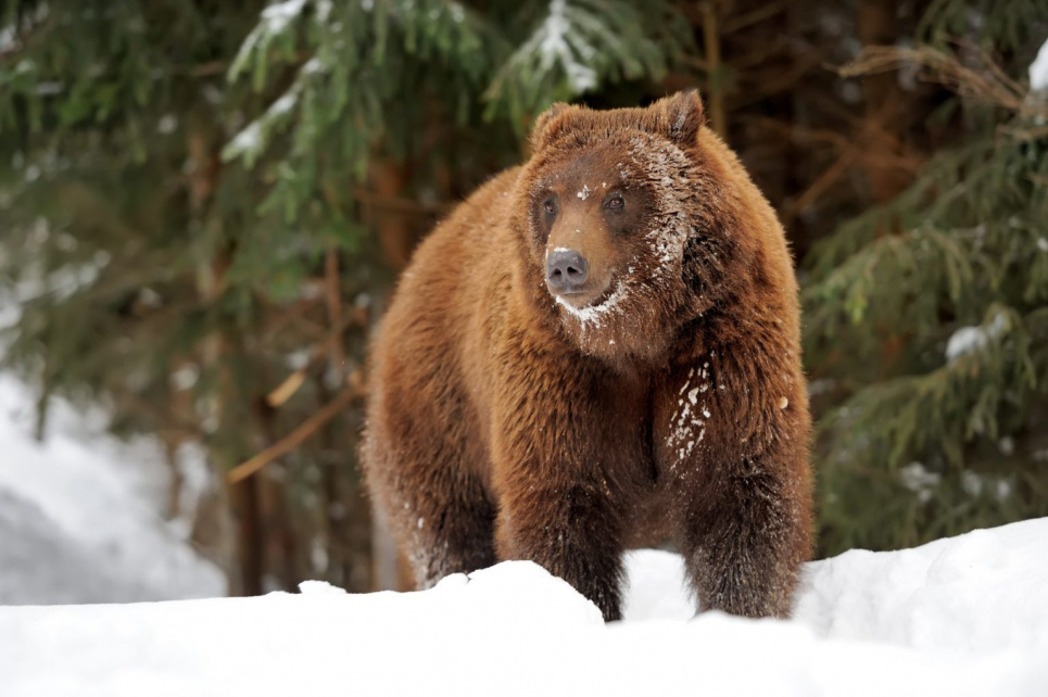 В Галицком нацпарке просыпаются медведи, успевшие задремать в начале сезона Фото: иллюстративное