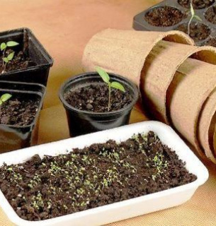 Як сіяти дрібне насіння