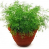 Лайфхак для посіву кропу в серпні