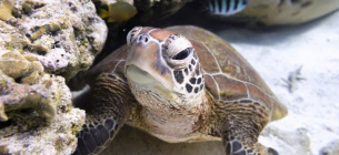 Сегодня 23 мая Всемирный день черепахи