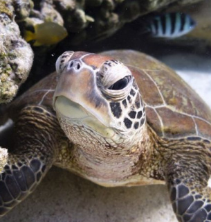 Сегодня 23 мая Всемирный день черепахи