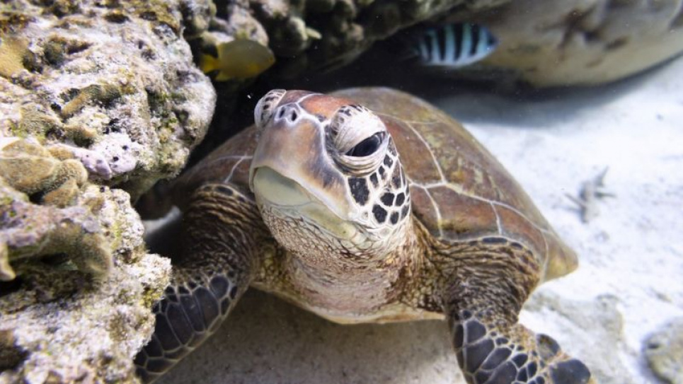 Сьогодні 23 травня Всесвітній день черепахи
