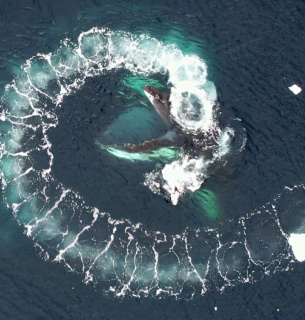 Всесвітній день захисту морських ссавців 19 лютого – чому кити важливі для клімату