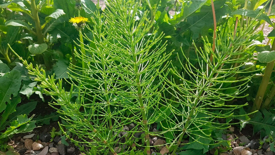 Названо лікарські трави, які допоможуть розчинити камінці в нирках