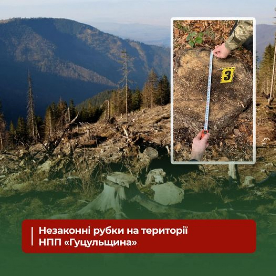 У нацпарку "Гуцульщина" затримано порушників, які незаконно зрубали дерев на мільйони гривень