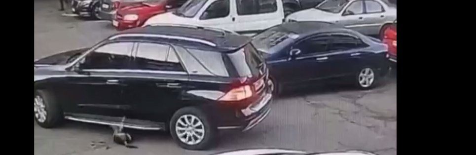 Одесита судитимуть за наїзд на собаку, що відомо
