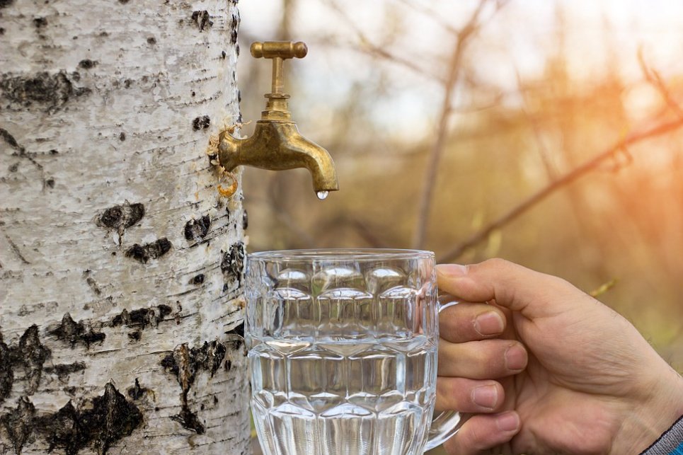 Як і коли правильно зібрати березовий сік — біолог ділиться лайфхаками