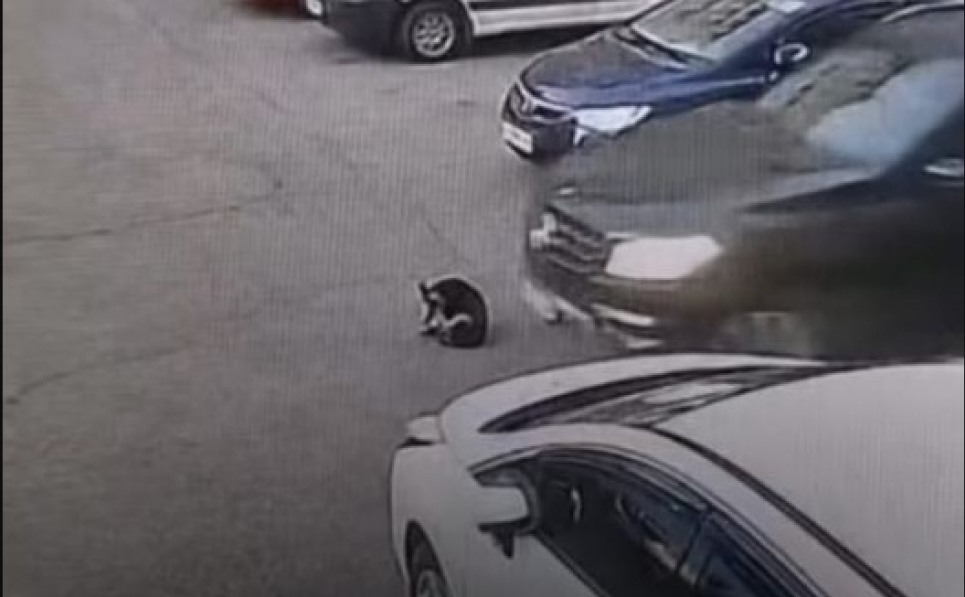 UAnimals подає заяву в поліцію на одесита, який переїхав собаку