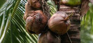 Мавпу навчають збору кокосів на фермі у місті Сураттхані на півдні Таїланду
SOPA Images / Alamy / Vida Press