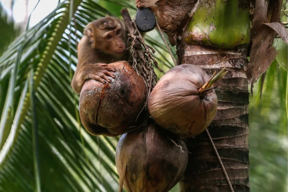 Мавпу навчають збору кокосів на фермі у місті Сураттхані на півдні Таїланду
SOPA Images / Alamy / Vida Press