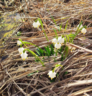 Операция «Первоцвет-2026».