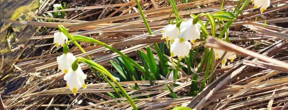 Операция «Первоцвет-2026».