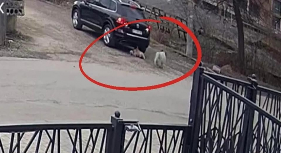 В Івано-Франківську водій переїхав собаку та втік: зооактивісти вимагають покарання