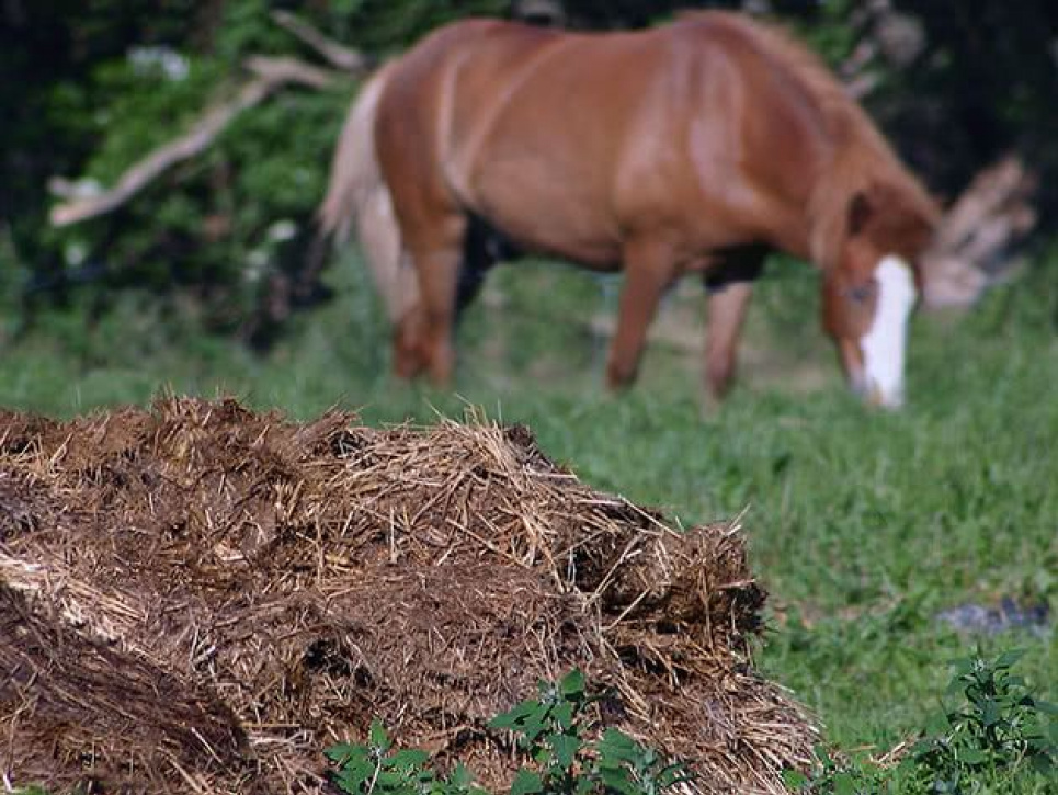 Гній для саду та городу: як зрозуміти, який потрібен