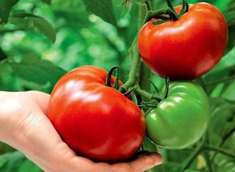 Дозрівання помідорів у серпні можна пришвидшити: корисні поради від городників