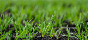 Сохранение влаги в почве и органического питания растений