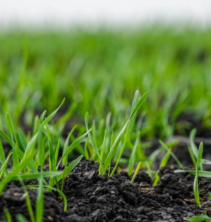 Сохранение влаги в почве и органического питания растений