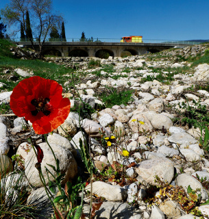 Квітка проросла з русла висохлої річки Ріу Блан у регіоні Файєнс після рекордно сухої зими у Франції, 30 березня 2023 року. Фото: Reuters