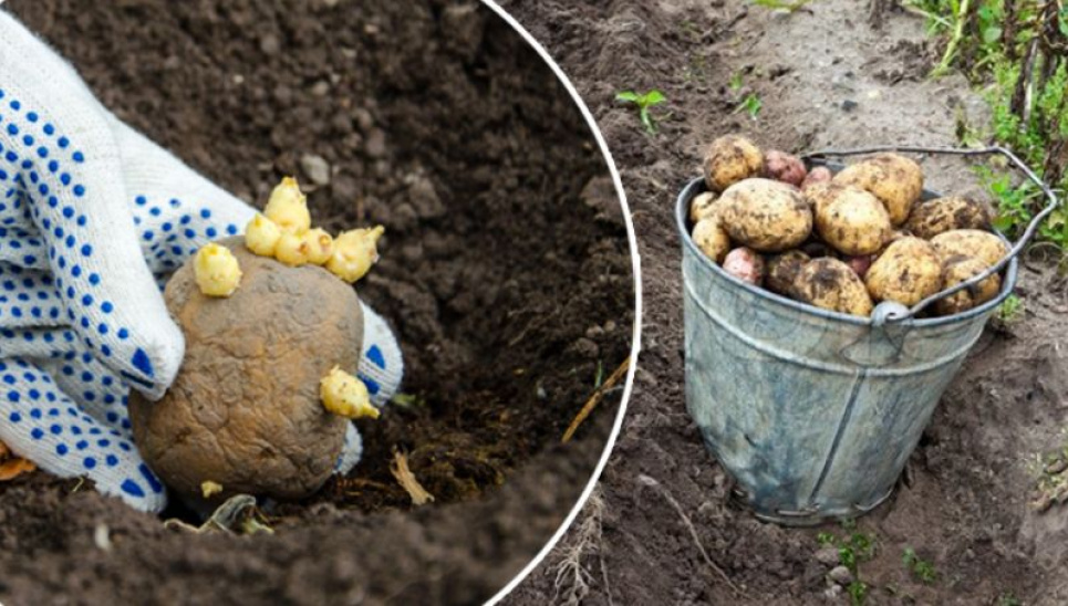 Поради для справжніх господарів: як отримати відро картоплі з одного куща
